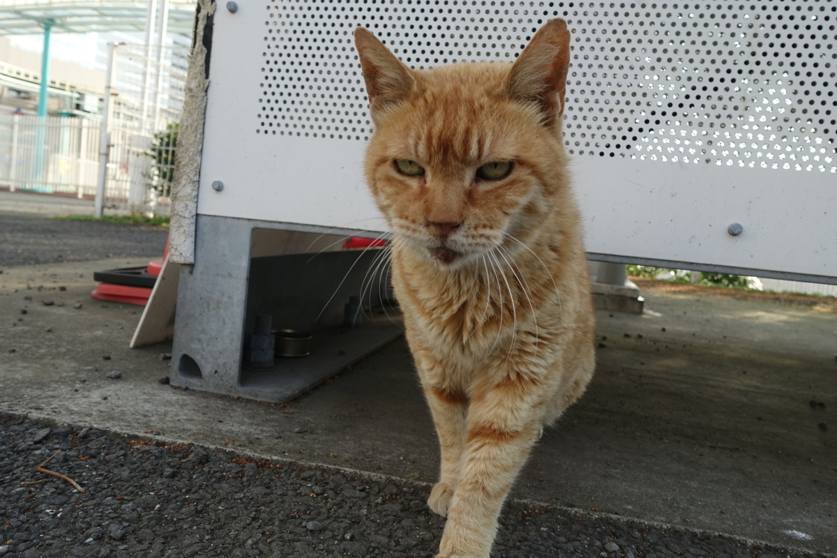 f:id:shigeo-t:20190630091355j:plain f:id:shigeo-t:20190630091355j:plain