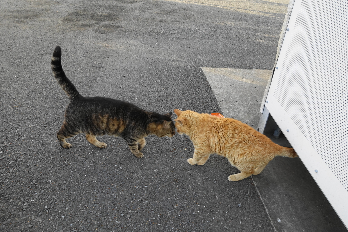 f:id:shigeo-t:20190630091409j:plain f:id:shigeo-t:20190630091409j:plain