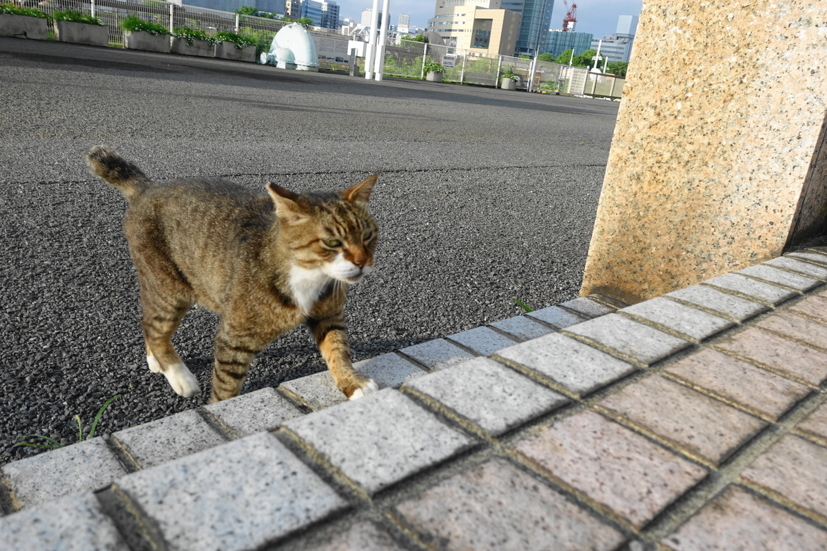 f:id:shigeo-t:20190630091451j:plain f:id:shigeo-t:20190630091451j:plain