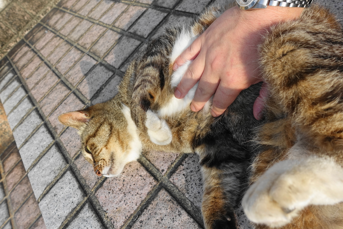f:id:shigeo-t:20190630091513j:plain f:id:shigeo-t:20190630091513j:plain
