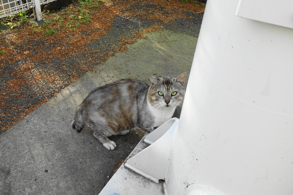f:id:shigeo-t:20190630091652j:plain f:id:shigeo-t:20190630091652j:plain