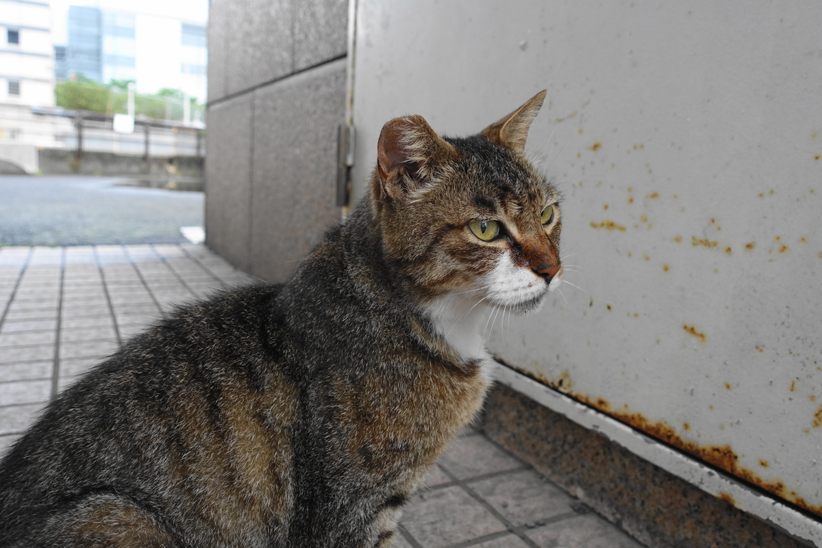 f:id:shigeo-t:20190630092506j:plain f:id:shigeo-t:20190630092506j:plain