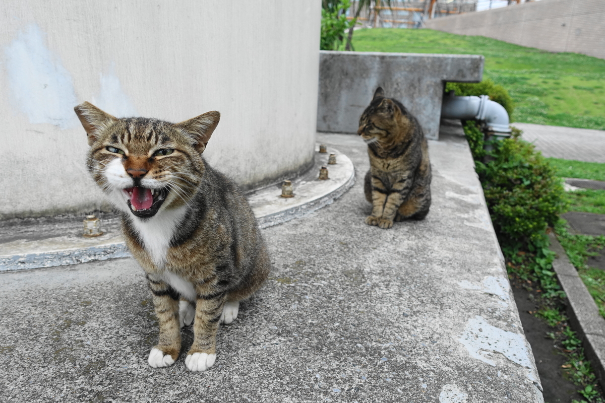 f:id:shigeo-t:20190630093221j:plain f:id:shigeo-t:20190630093221j:plain