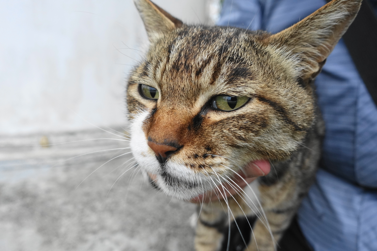 f:id:shigeo-t:20190630093351j:plain f:id:shigeo-t:20190630093351j:plain