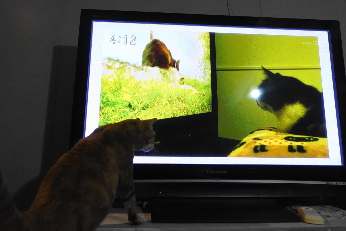 f:id:shigeo-t:20190703093241j:plain