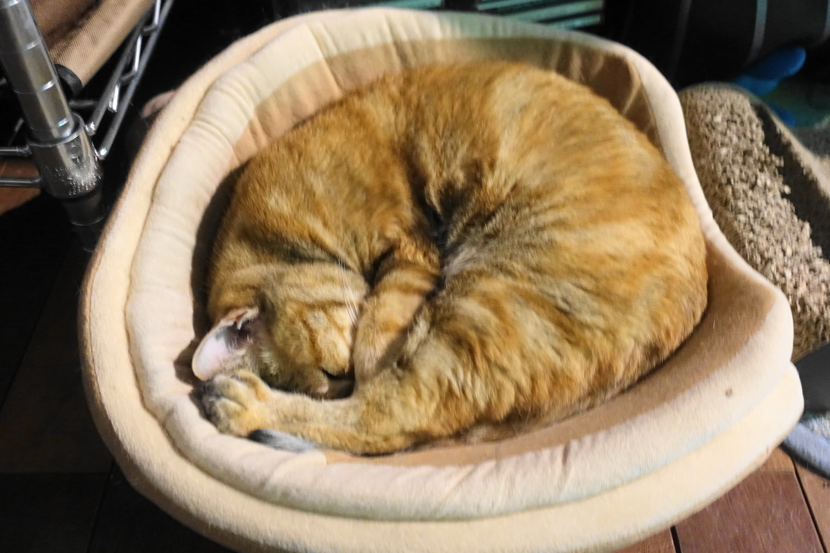 f:id:shigeo-t:20190703101809j:plain