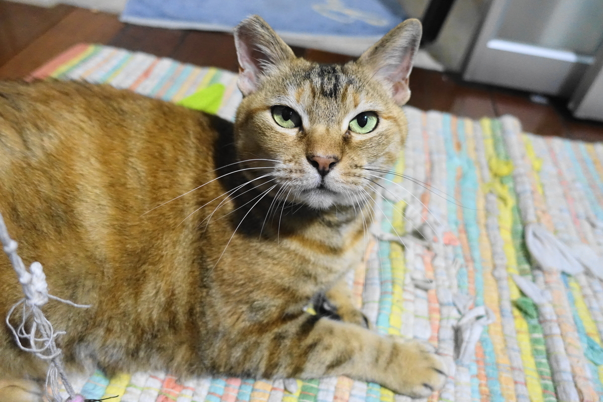 f:id:shigeo-t:20190703101926j:plain