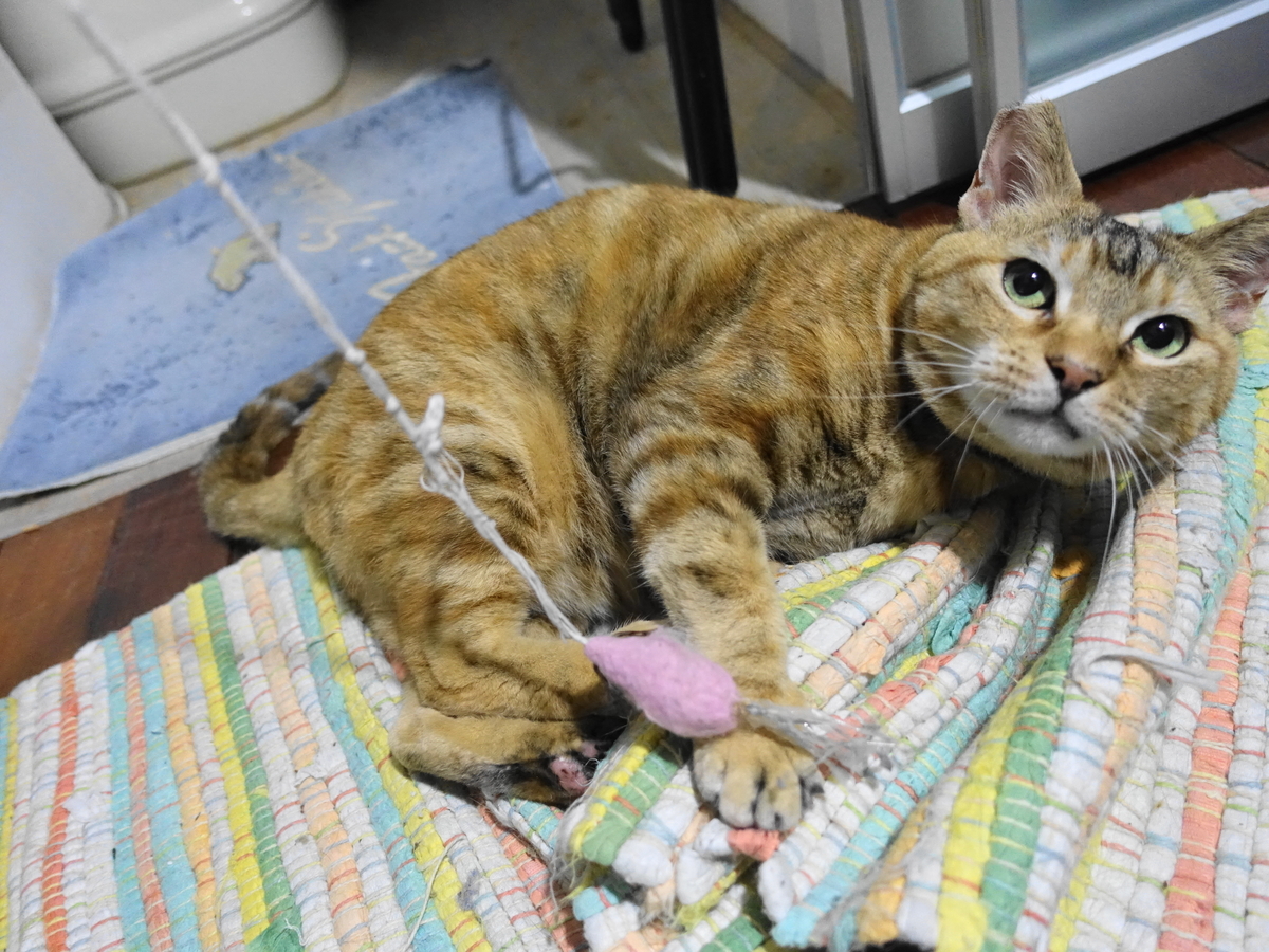 f:id:shigeo-t:20190703102056j:plain