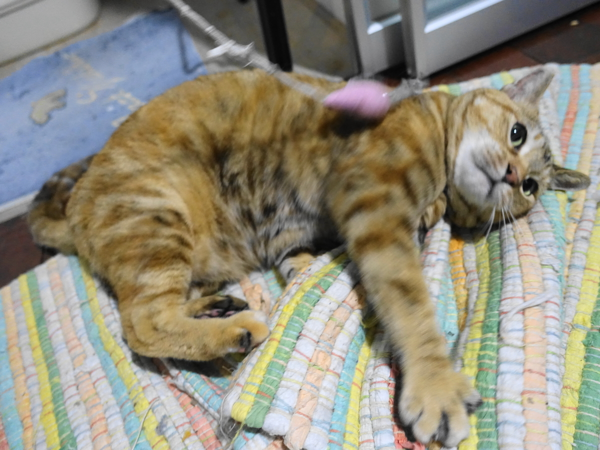 f:id:shigeo-t:20190703102100j:plain