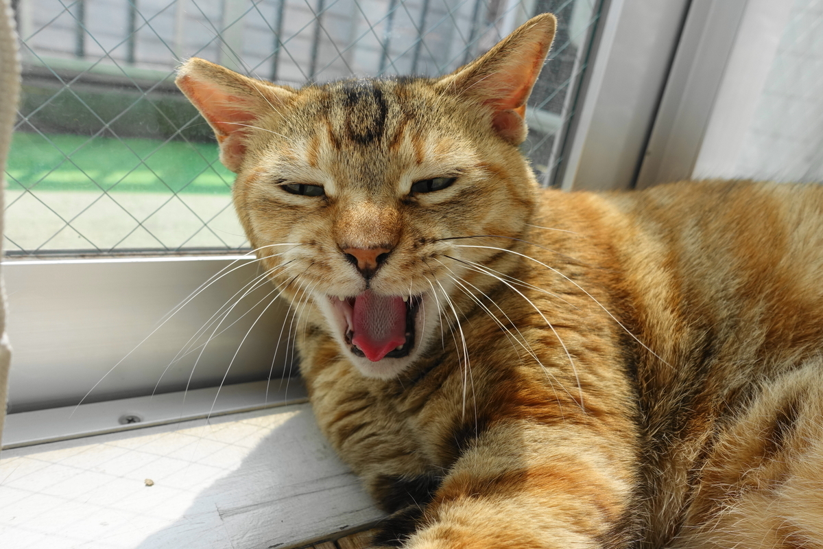 f:id:shigeo-t:20190703102313j:plain