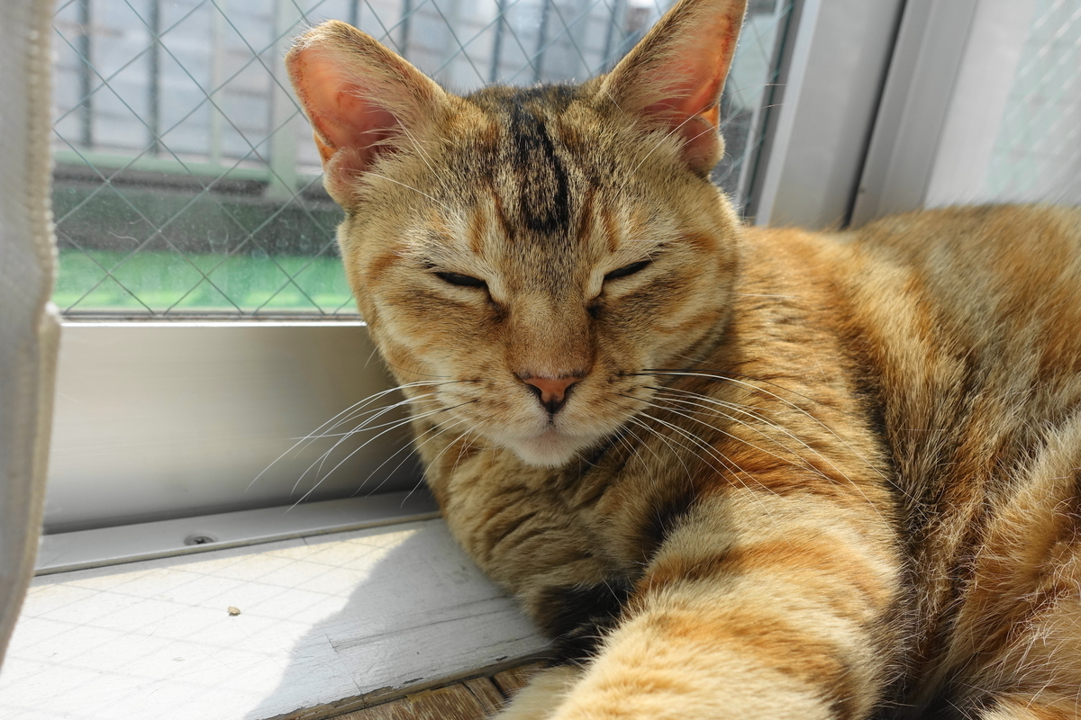 f:id:shigeo-t:20190703102323j:plain