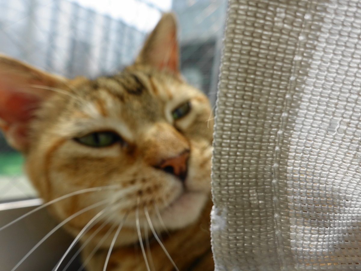 f:id:shigeo-t:20190703102333j:plain