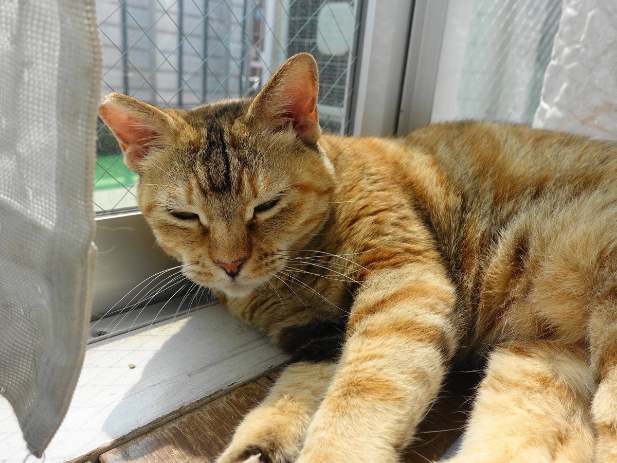 f:id:shigeo-t:20190703102342j:plain