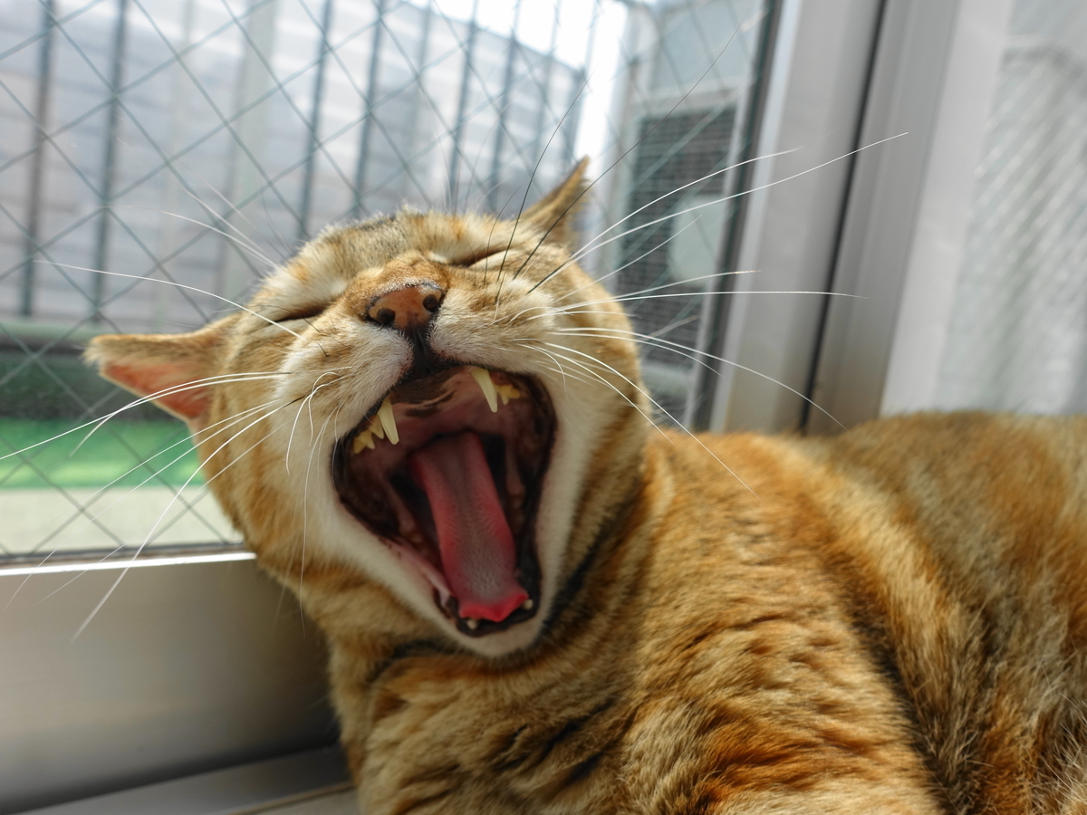 f:id:shigeo-t:20190703102352j:plain