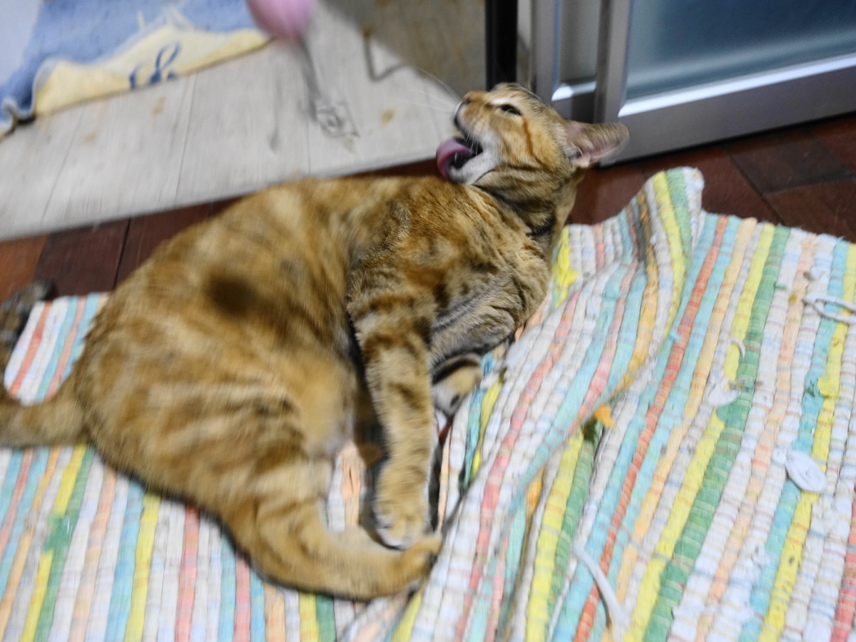 f:id:shigeo-t:20190703102920j:plain