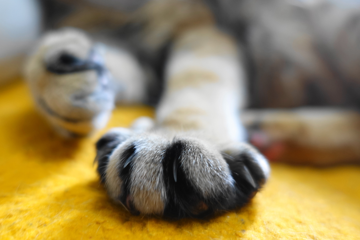 f:id:shigeo-t:20190703103329j:plain