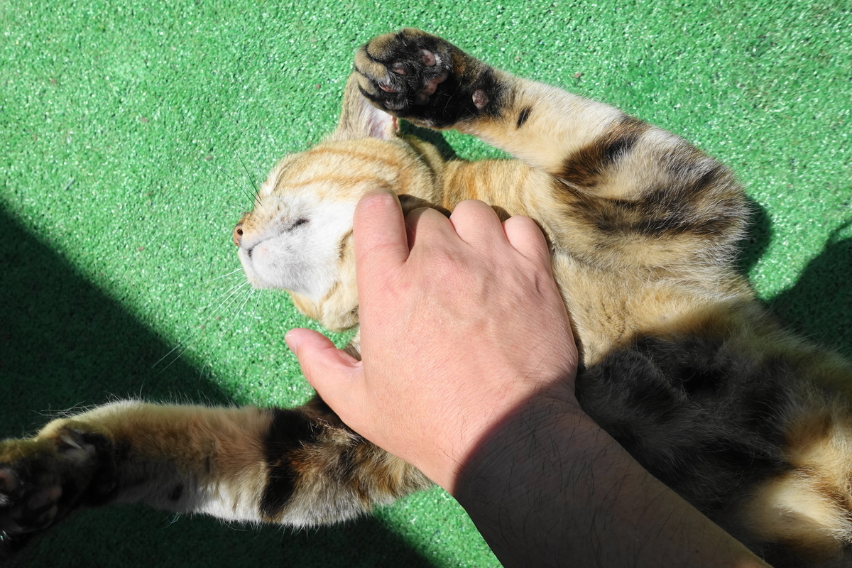 f:id:shigeo-t:20190706092629j:plain