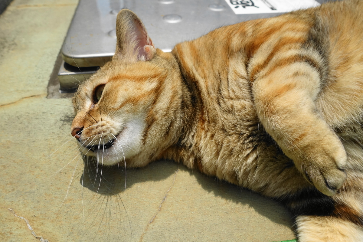 f:id:shigeo-t:20190706092743j:plain