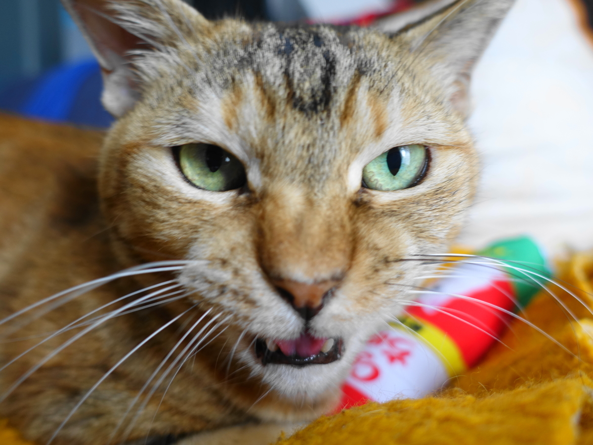 f:id:shigeo-t:20190706092903j:plain