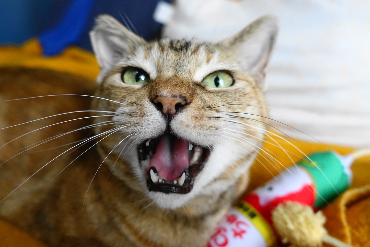 f:id:shigeo-t:20190706092933j:plain