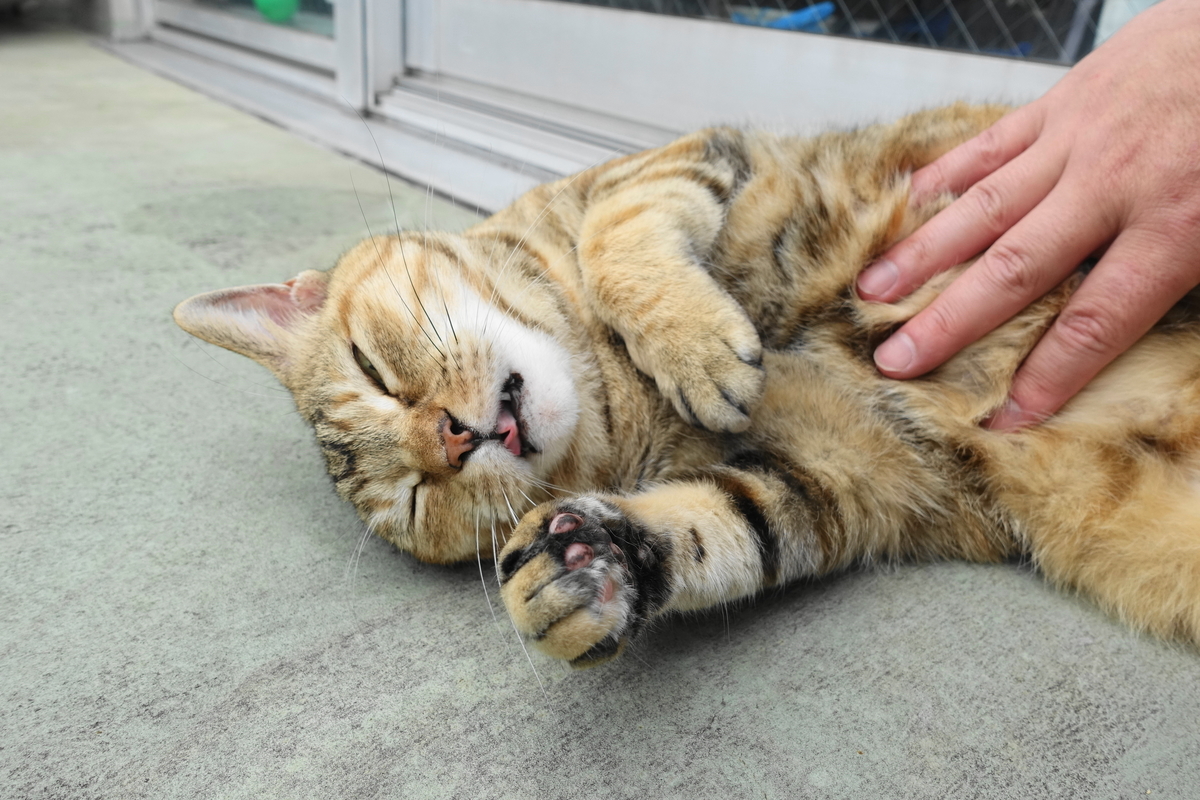 f:id:shigeo-t:20190706093339j:plain
