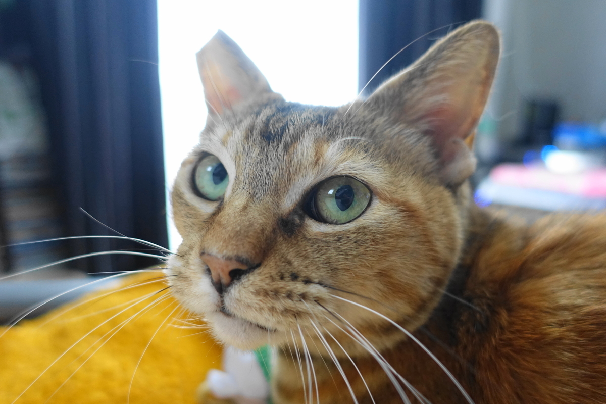 f:id:shigeo-t:20190706093450j:plain