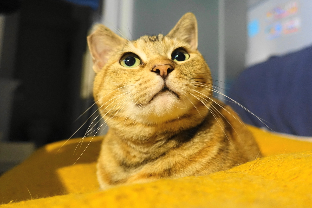 f:id:shigeo-t:20190706093525j:plain