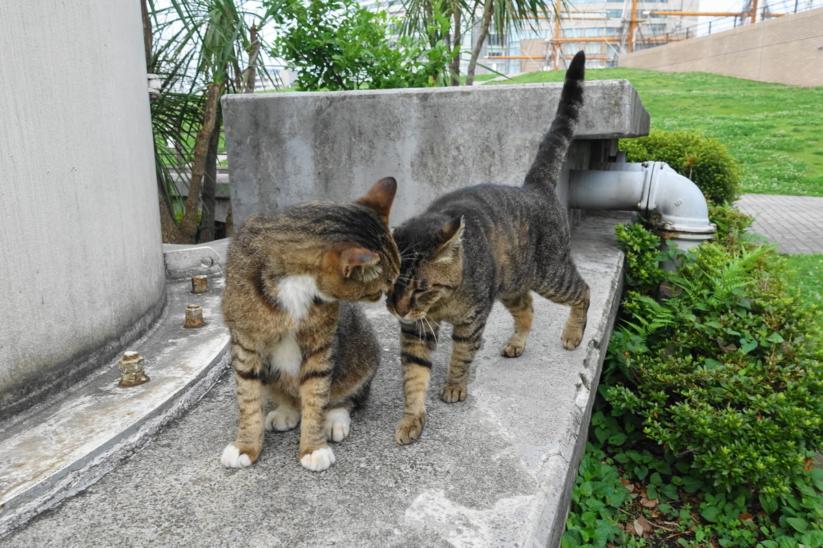 f:id:shigeo-t:20190707100511j:plain