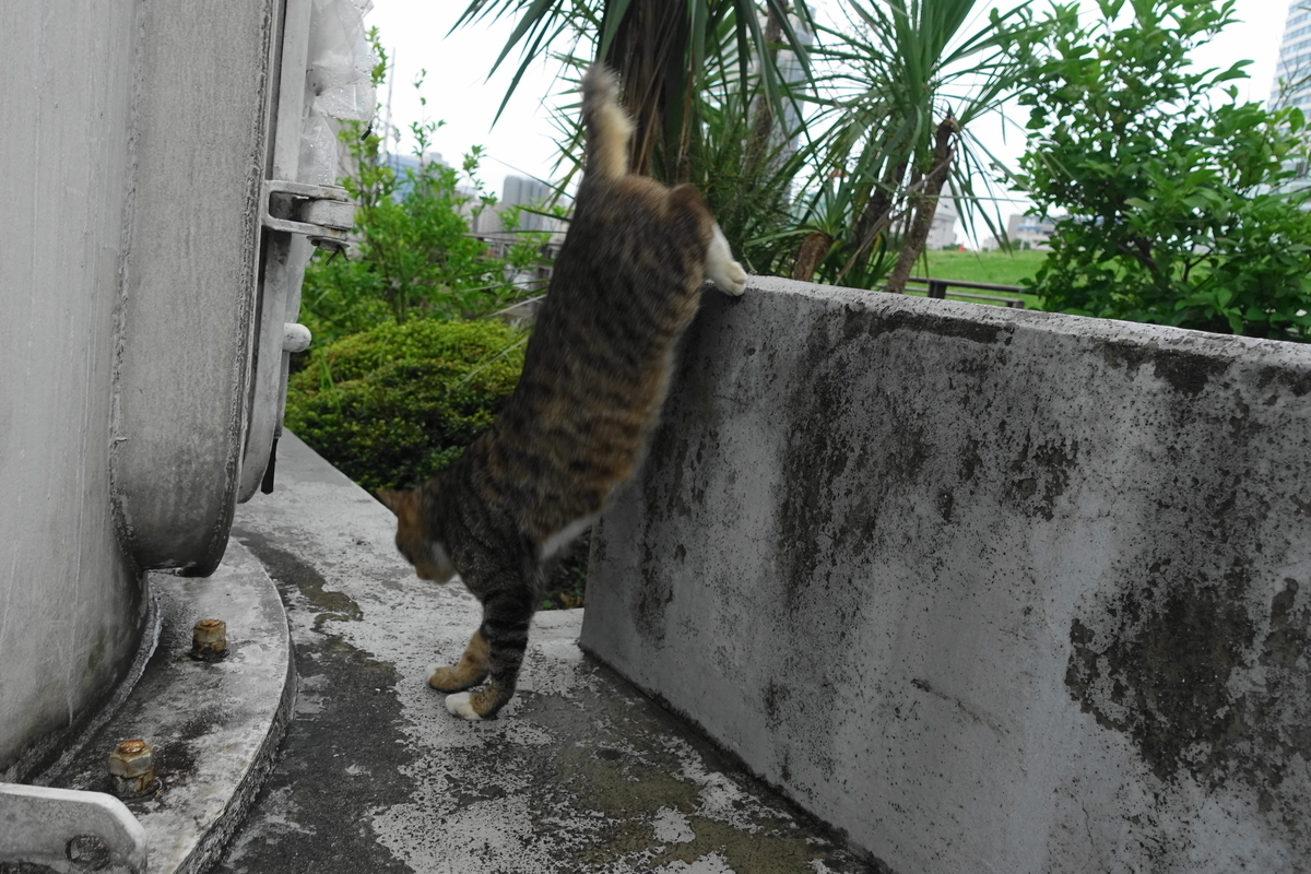f:id:shigeo-t:20190707102016j:plain