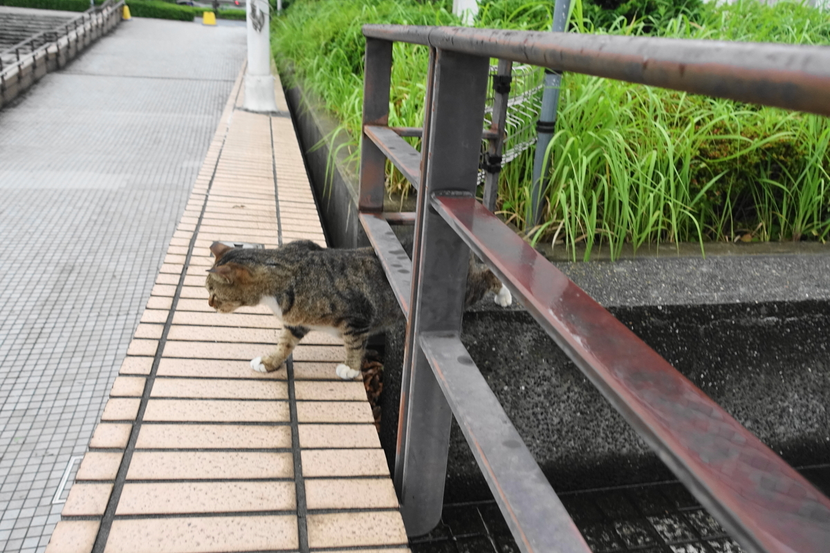 f:id:shigeo-t:20190707103230j:plain