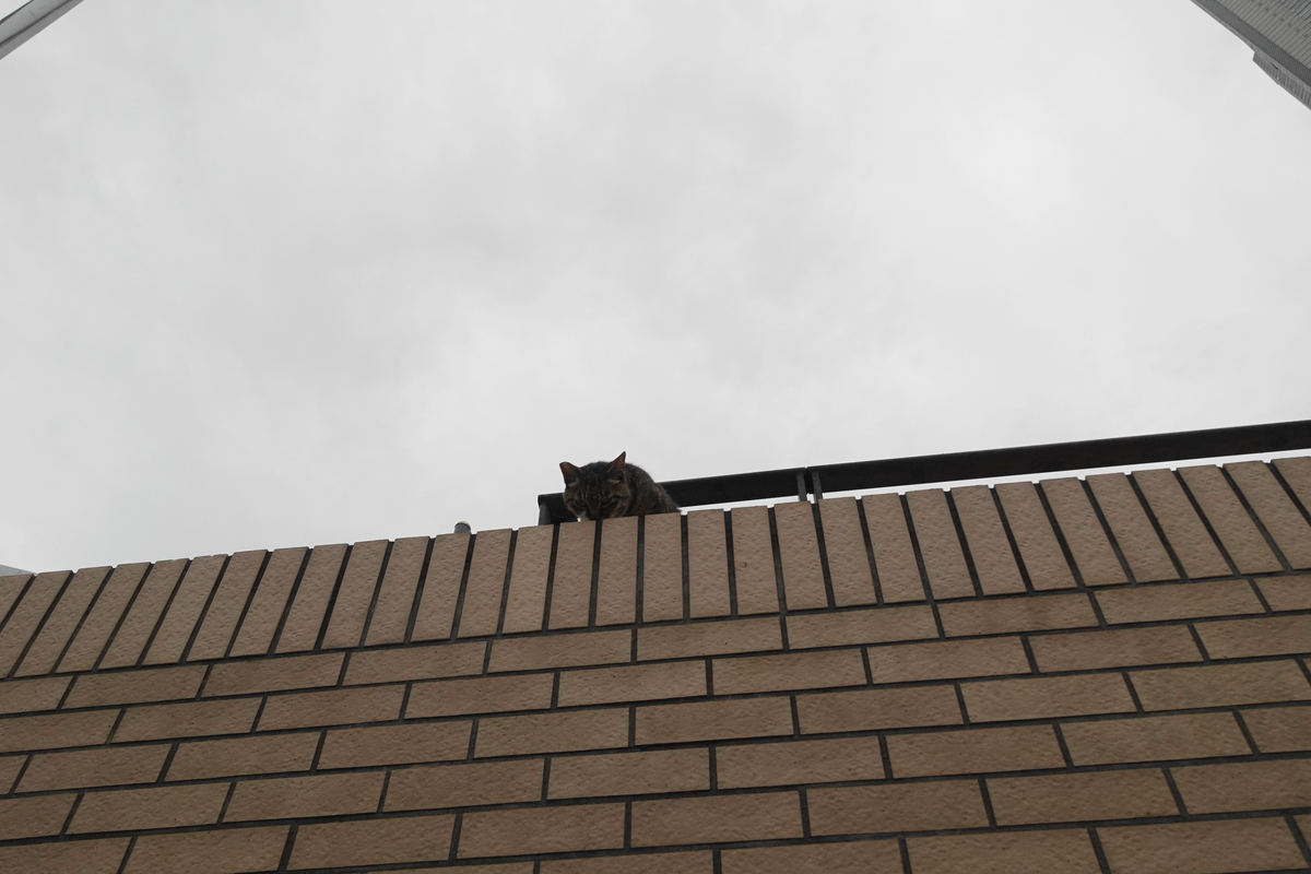 f:id:shigeo-t:20190707103328j:plain