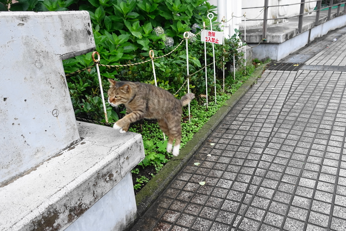 f:id:shigeo-t:20190707103435j:plain
