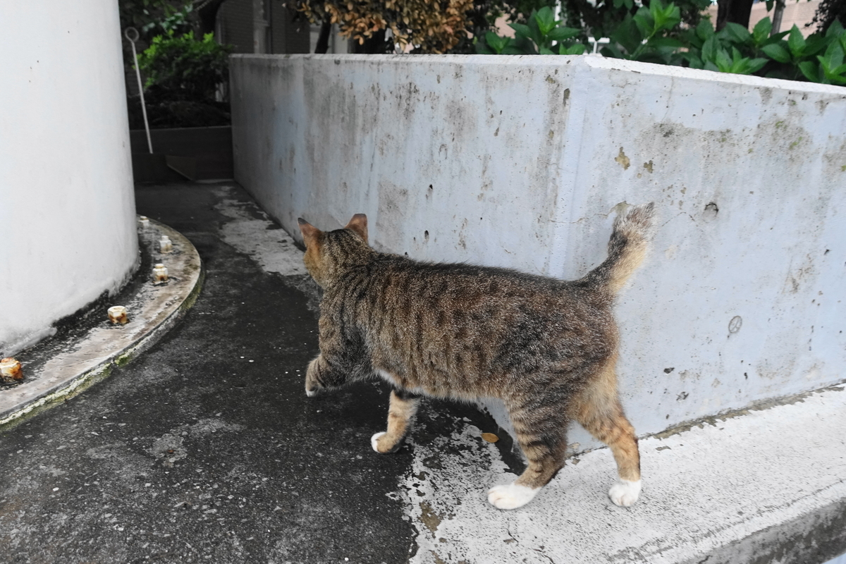f:id:shigeo-t:20190707103506j:plain