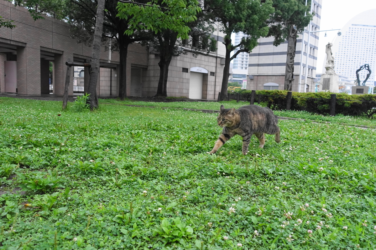 f:id:shigeo-t:20190709101249j:plain f:id:shigeo-t:20190709101249j:plain