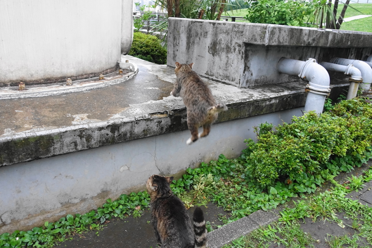 f:id:shigeo-t:20190709101414j:plain f:id:shigeo-t:20190709101414j:plain