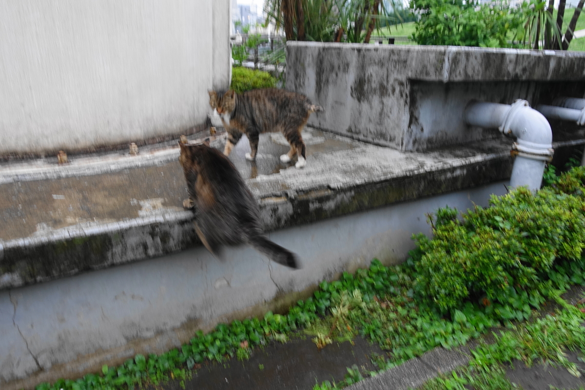 f:id:shigeo-t:20190709101439j:plain f:id:shigeo-t:20190709101439j:plain