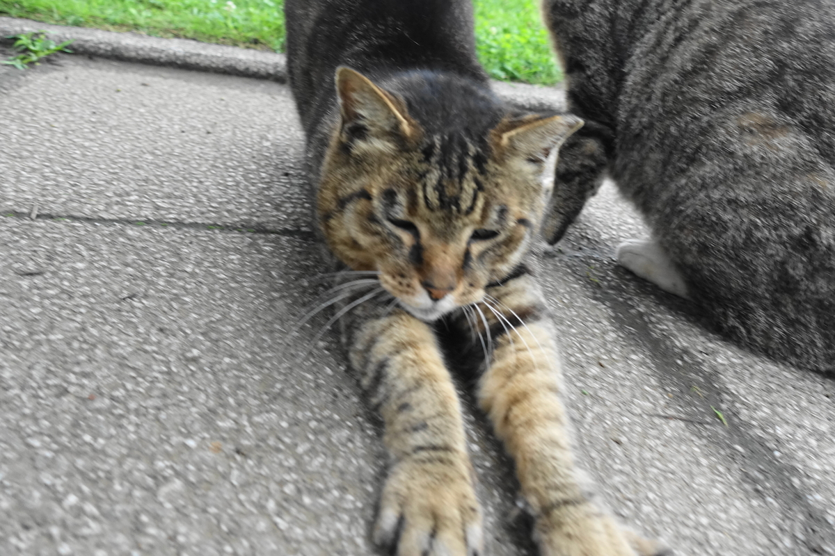 f:id:shigeo-t:20190712082606j:plain f:id:shigeo-t:20190712082606j:plain