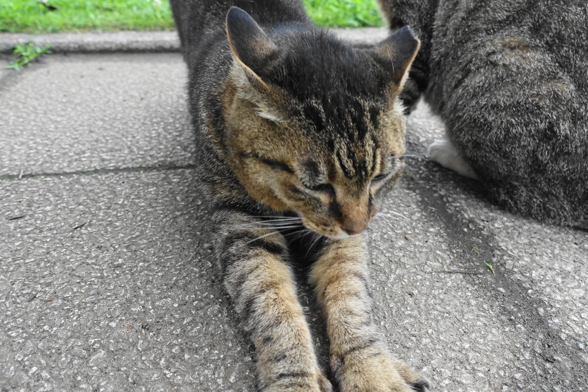 f:id:shigeo-t:20190712082612j:plain f:id:shigeo-t:20190712082612j:plain