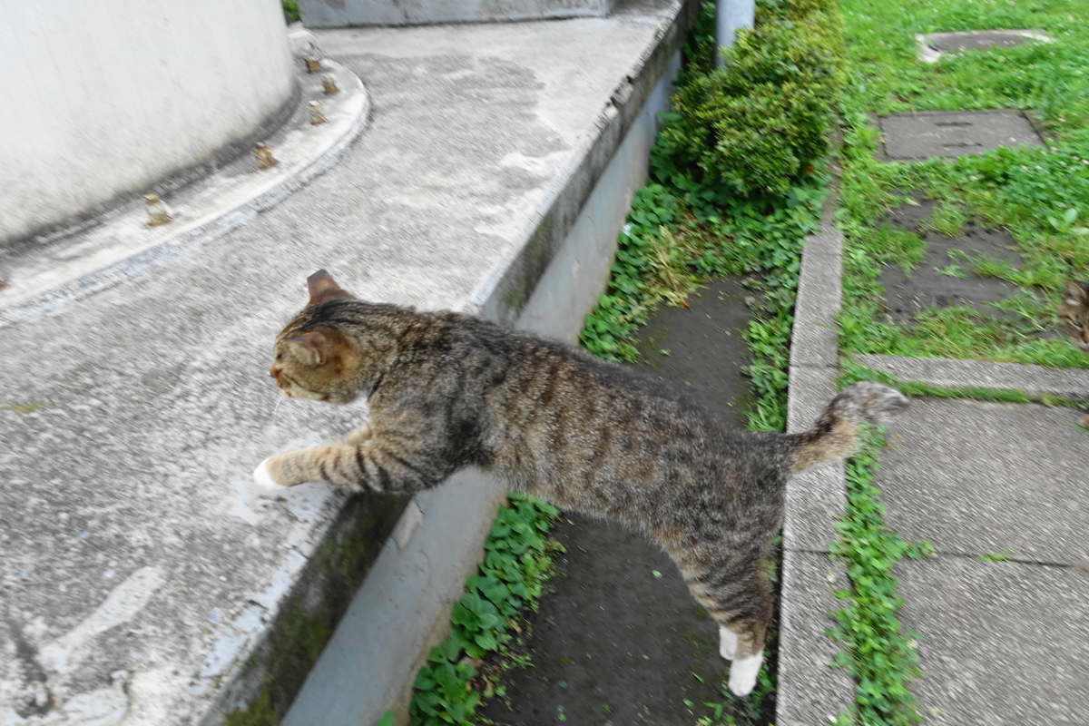 f:id:shigeo-t:20190712082725j:plain f:id:shigeo-t:20190712082725j:plain