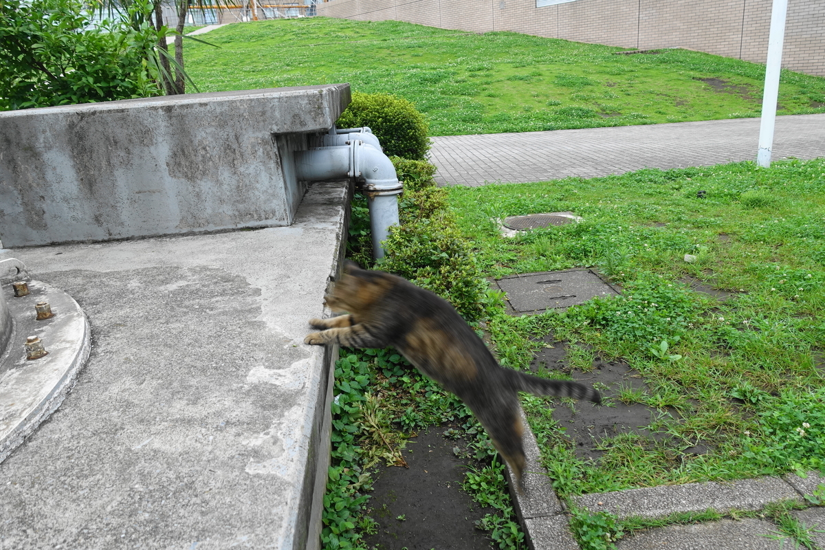 f:id:shigeo-t:20190712082822j:plain f:id:shigeo-t:20190712082822j:plain
