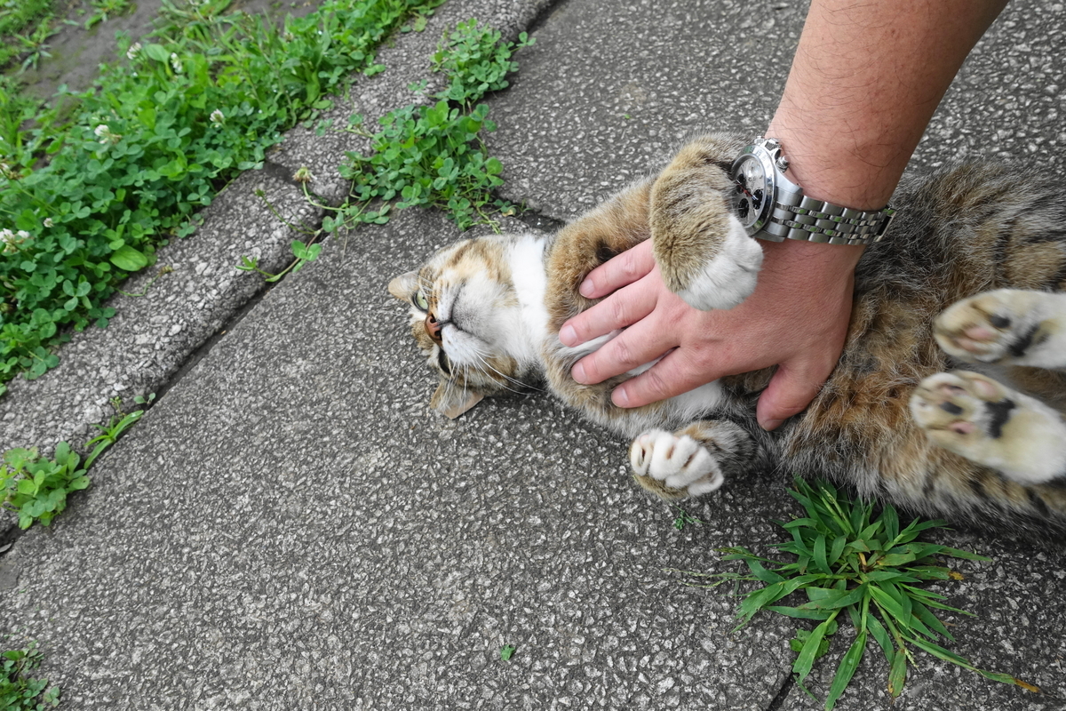 f:id:shigeo-t:20190712082948j:plain f:id:shigeo-t:20190712082948j:plain