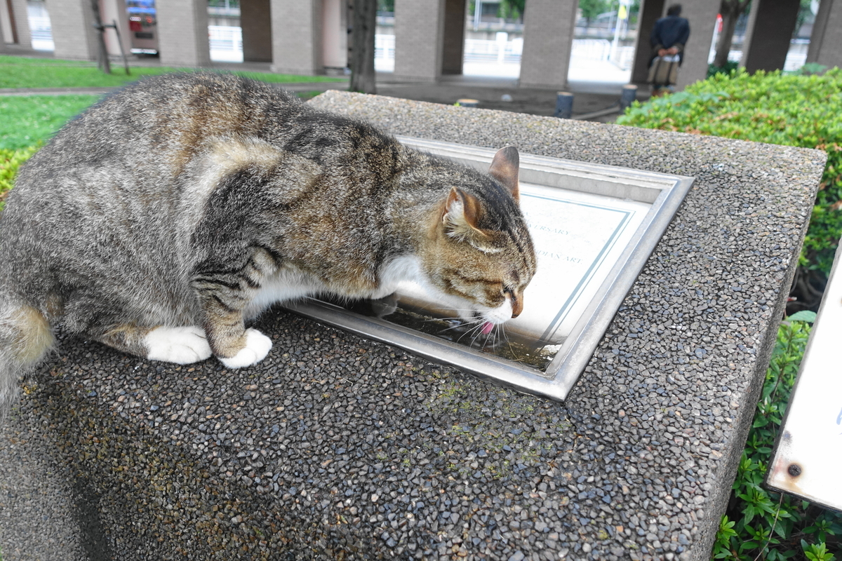 f:id:shigeo-t:20190712083155j:plain f:id:shigeo-t:20190712083155j:plain