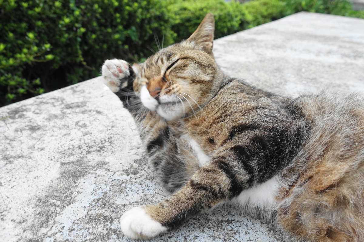 f:id:shigeo-t:20190712083652j:plain f:id:shigeo-t:20190712083652j:plain