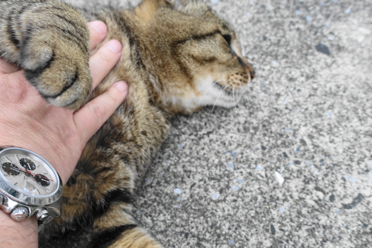 f:id:shigeo-t:20190712083821j:plain f:id:shigeo-t:20190712083821j:plain