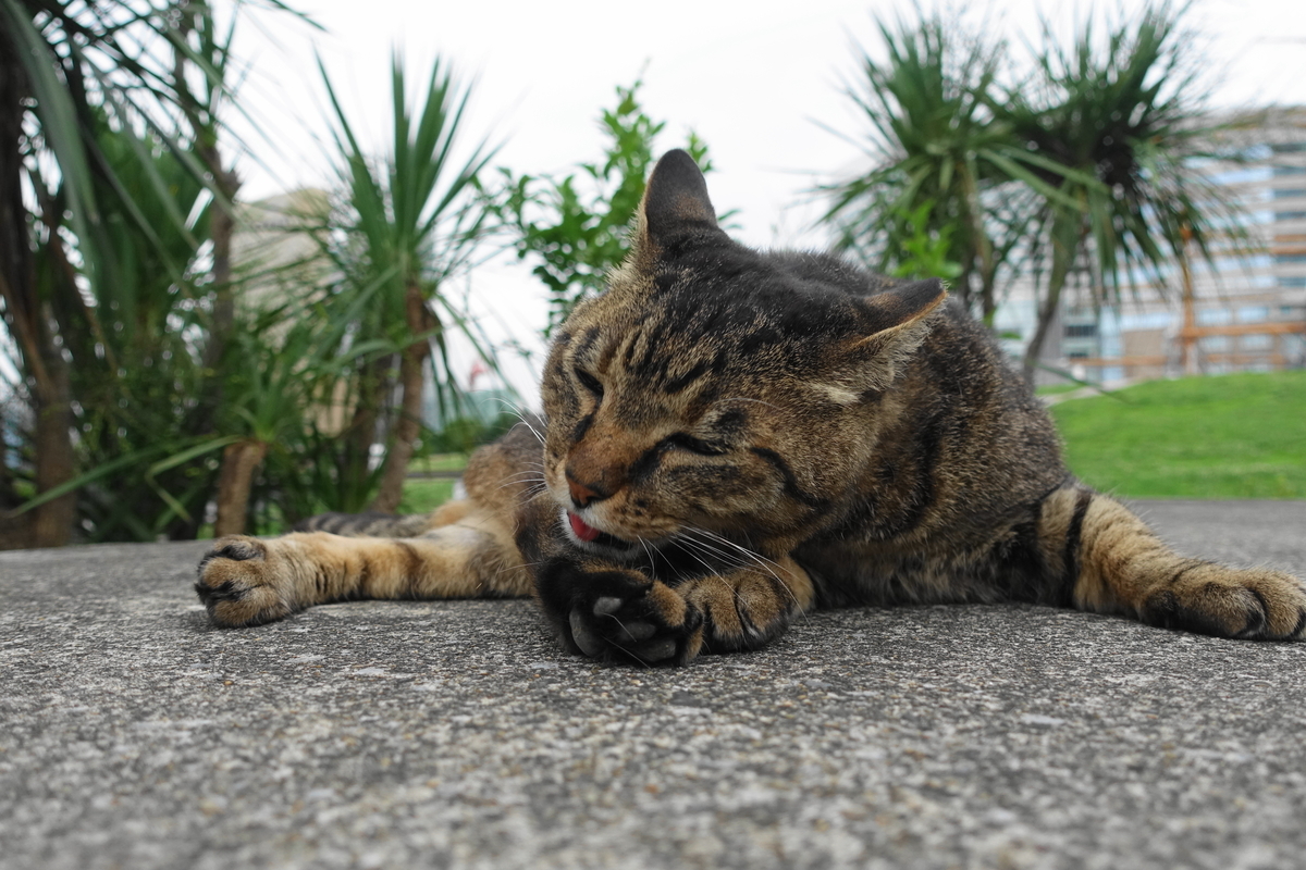 f:id:shigeo-t:20190712083840j:plain f:id:shigeo-t:20190712083840j:plain