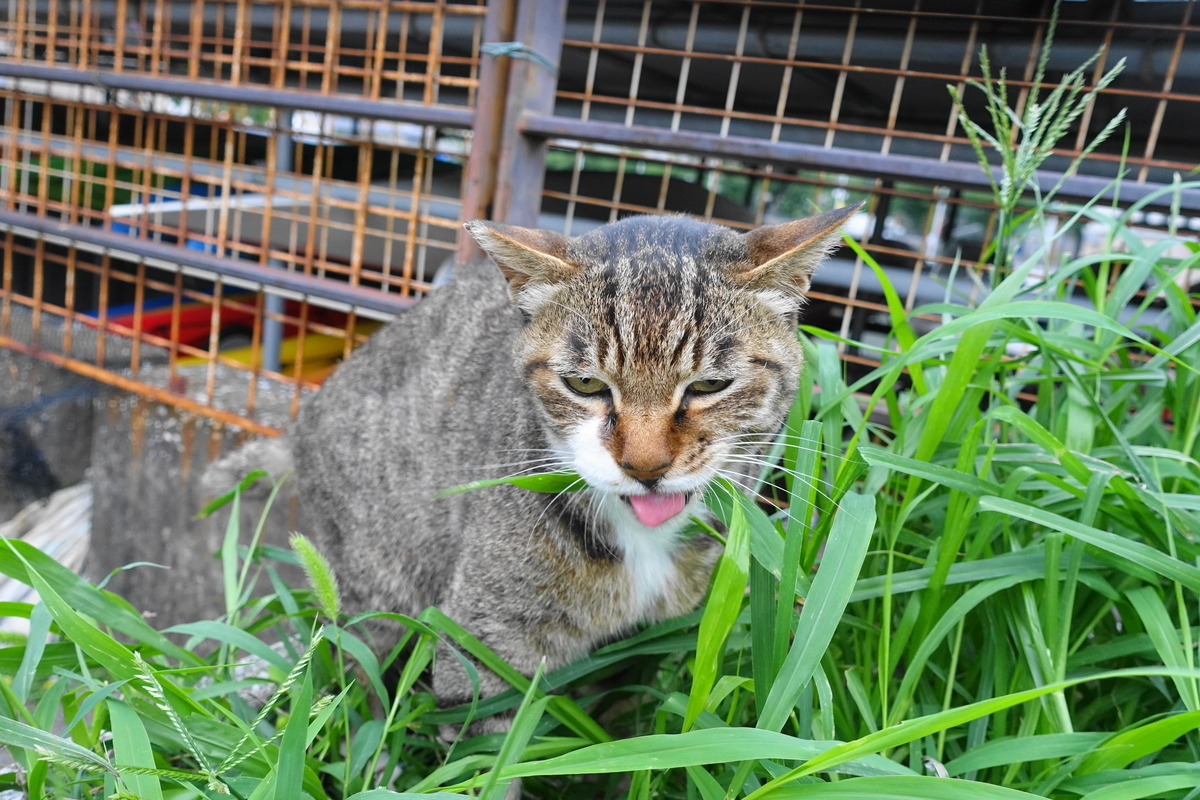 f:id:shigeo-t:20190712084258j:plain f:id:shigeo-t:20190712084258j:plain