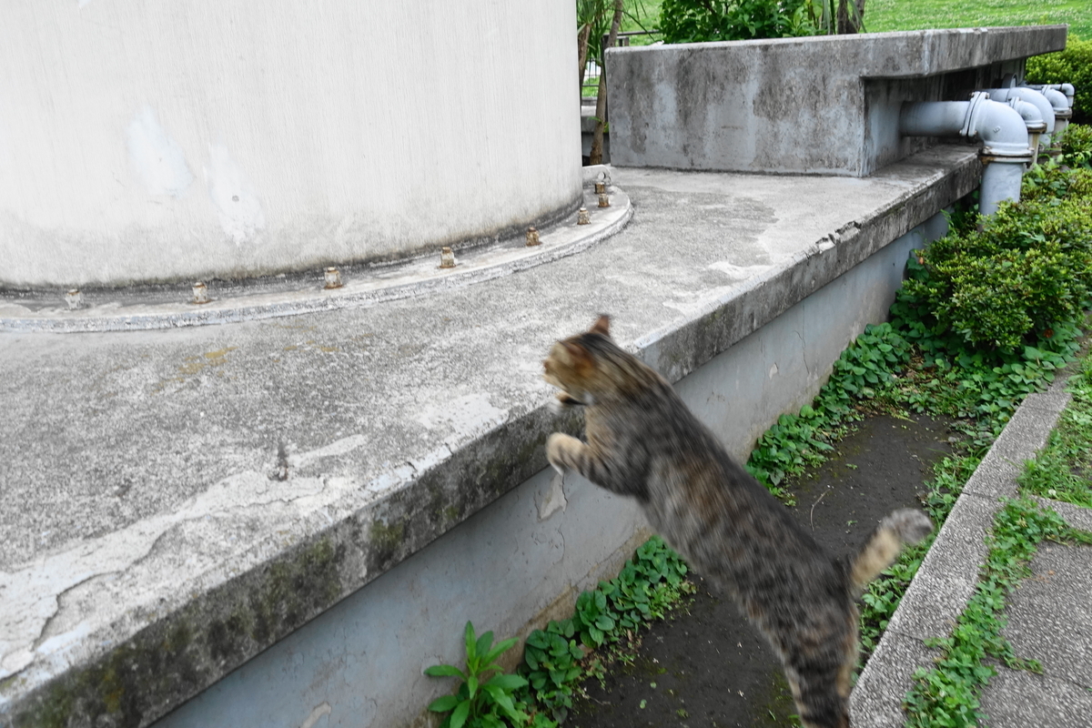 f:id:shigeo-t:20190712084659j:plain f:id:shigeo-t:20190712084659j:plain