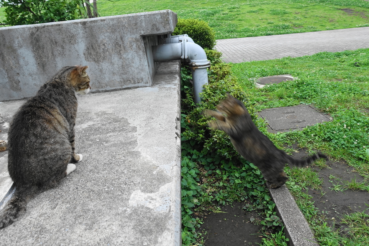 f:id:shigeo-t:20190712084730j:plain f:id:shigeo-t:20190712084730j:plain