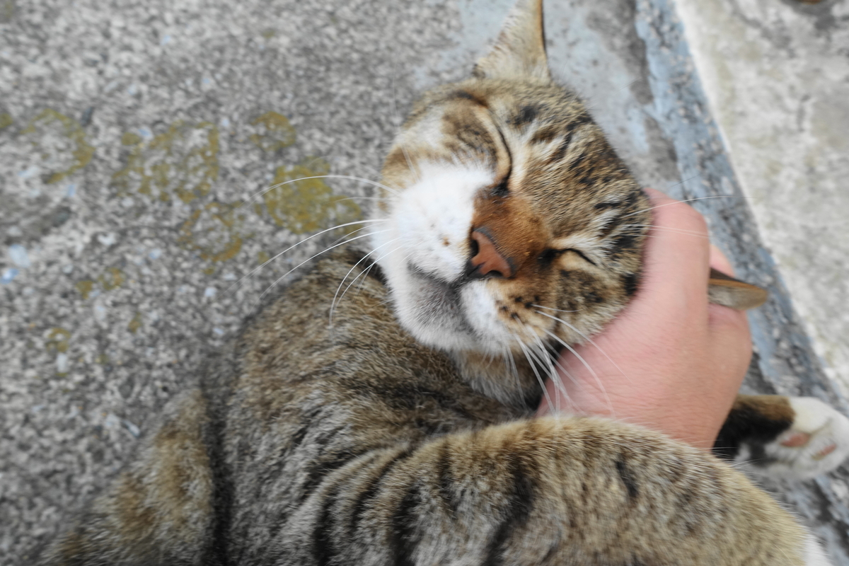 f:id:shigeo-t:20190712084845j:plain f:id:shigeo-t:20190712084845j:plain