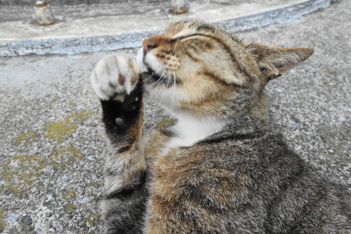 f:id:shigeo-t:20190712084905j:plain f:id:shigeo-t:20190712084905j:plain